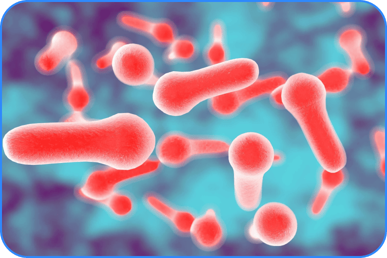 bacterie image